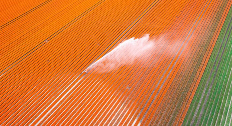 The era of water bankruptcy and alfalfa for cows
